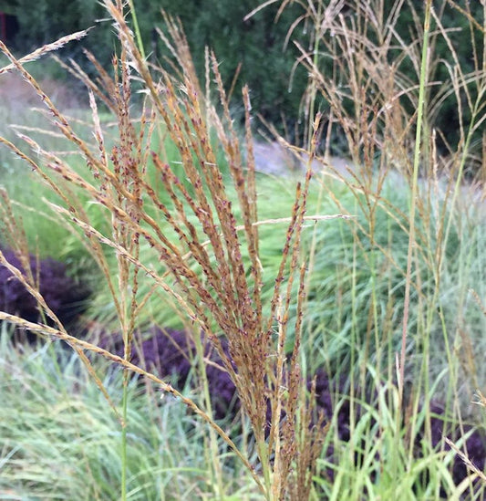  Taiwanesisches Schilf - Miscanthus Transmorrisonensis