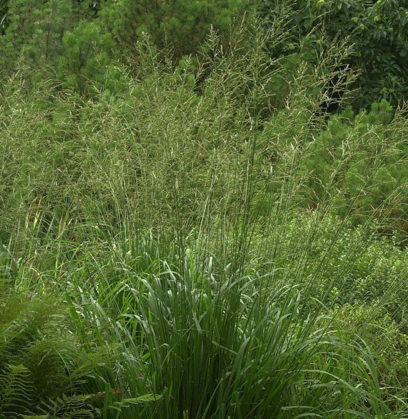  Riesen Pfeifengras Bergfreund - Molinia Arundinacea