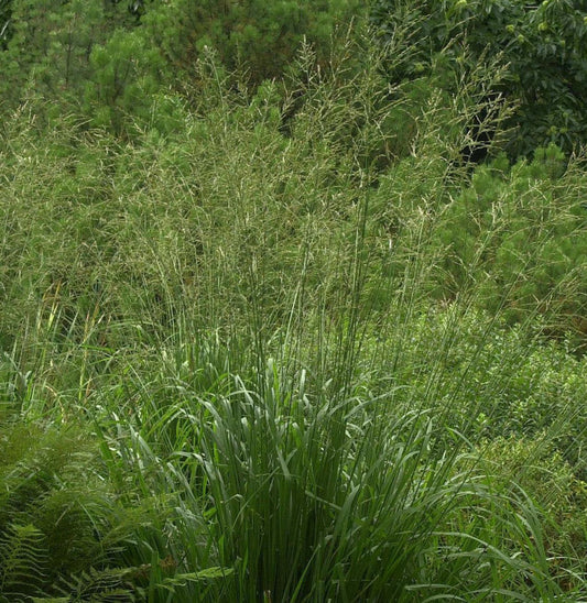  Riesen Pfeifengras Bergfreund - Molinia Arundinacea