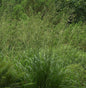  Riesen Pfeifengras Bergfreund - Molinia Arundinacea