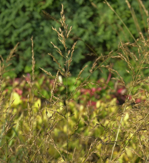  Riesen Pfeifengras Strahlenquelle - Molinia Arundinacea