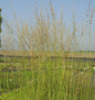  Riesen Pfeifengras Windspiel - Molinia Arundinacea