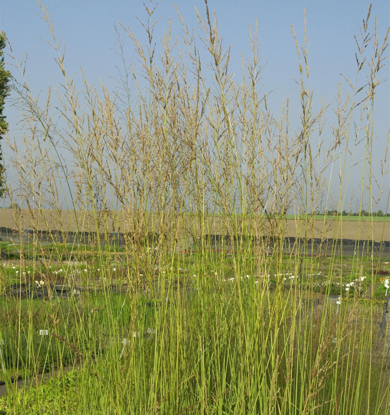  Riesen Pfeifengras Windspiel - Großer Topf - Molinia Arundinacea