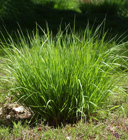  Pfeifengras Heidebraut - Molinia Caerulea