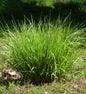  Pfeifengras Heidebraut - Molinia Caerulea