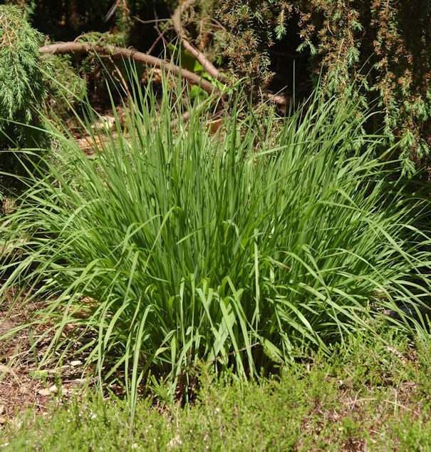 Pfeifengras Moorhexe - Molinia Caerulea