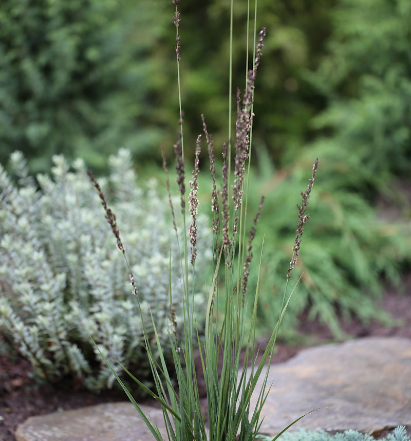 Pfeifengras Heidezwerg - Molinia Caerulea