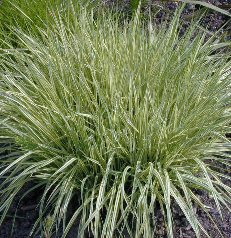  Moor Pfeifengras - Molinia Caerulea