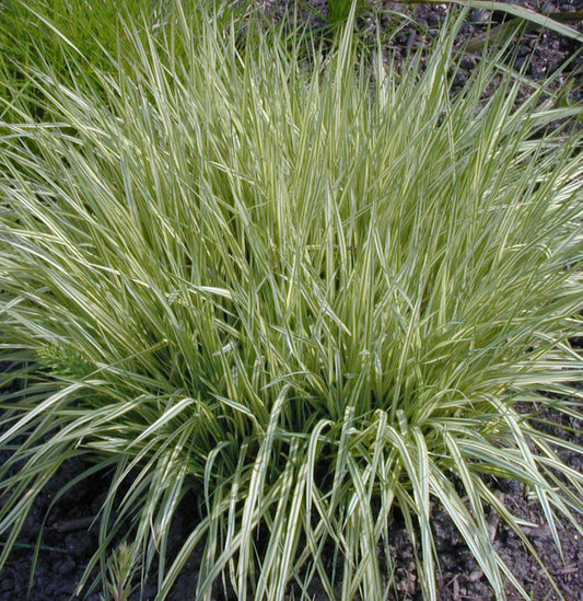  Moor Pfeifengras - Molinia Caerulea