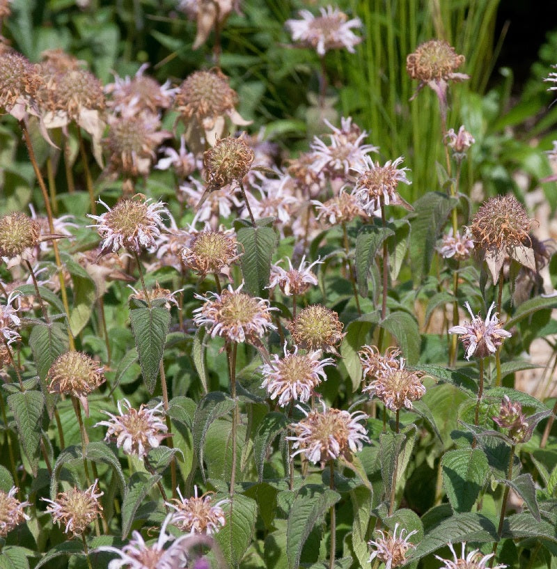  Bradburies Indianernessel - Monarda Bradburiana