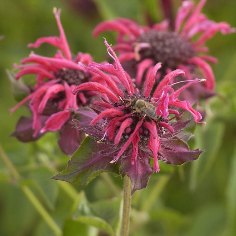  Indianernessel Melua Burgundy - Großer Topf - Monarda Didyma