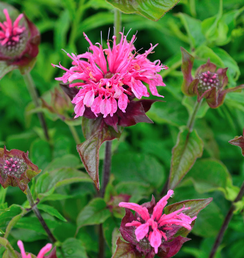  Indianernessel Melua Pink - Großer Topf - Monarda Didyma