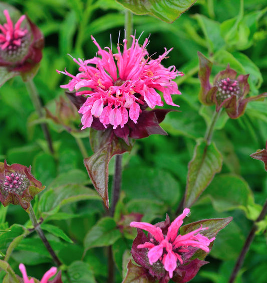  Indianernessel Melua Pink - Großer Topf - Monarda Didyma