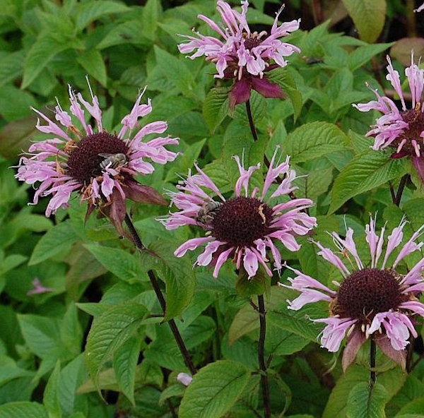  Indianernessel Beauty Of Cobham - Monarda Fistulosa