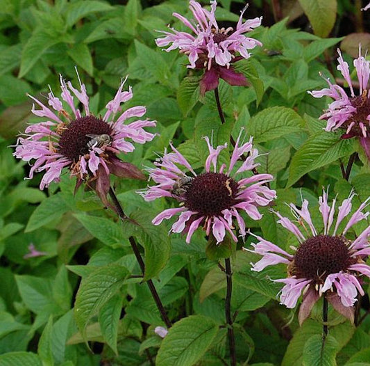  Indianernessel Beauty Of Cobham - Monarda Fistulosa