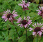 Indianernessel Beauty Of Cobham - Monarda Fistulosa