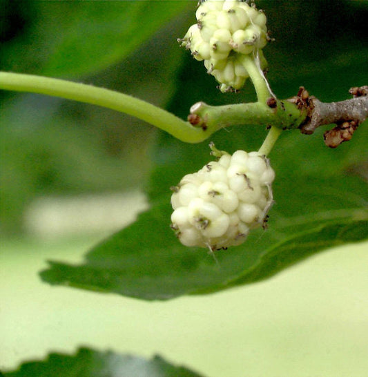  Weißer Maulbeerbaum 100-125cm - Morus Alba