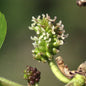  Hochstamm Maulbeerbaum Giant Fruit 100-125cm - Morus Alba