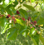  Zwerg Maulbeere Mojo Berry 80-100cm - Morus Rotundiloba