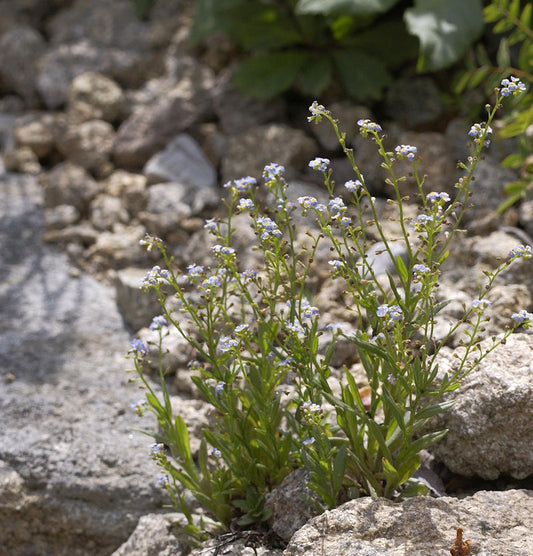  Sumpfvergißmeinnicht - Myosotis Palustris