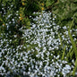  Gagelstrauch 60-80cm - Myrica Gale