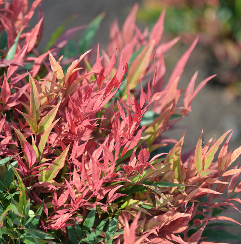  Himmelsbambus Blush Pink 20-30cm - Nandina Domestica