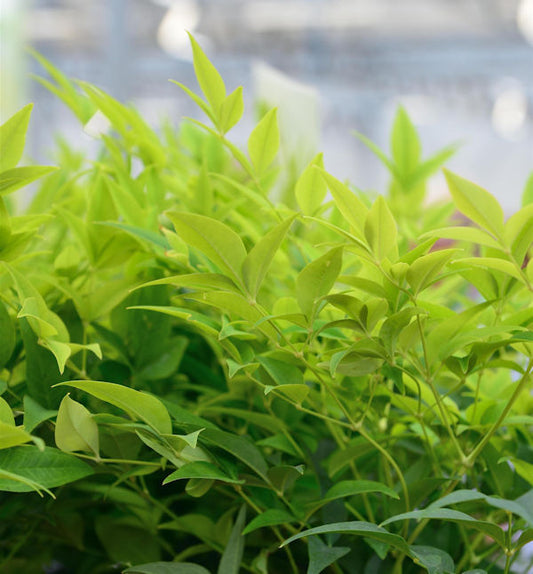  Himmelsbambus Lemon Lime® 20-30cm - Nandina Domestica