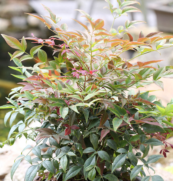  Himmelsbambus Obsessed 20-25cm - Nandina Domestica