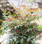  Himmelsbambus Obsessed 20-25cm - Nandina Domestica