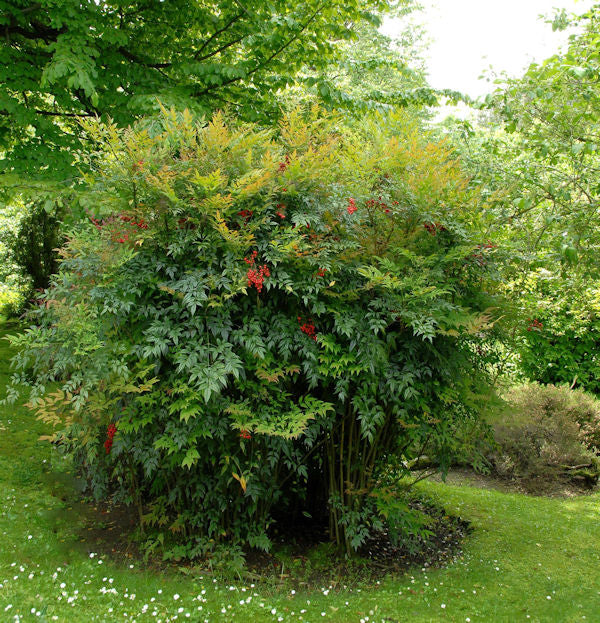  Himmelsbambus 80-100cm - Nandina Domestica