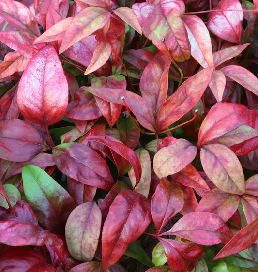  Himmelsbambus Flirt® 40-60cm - Nandina Domestica