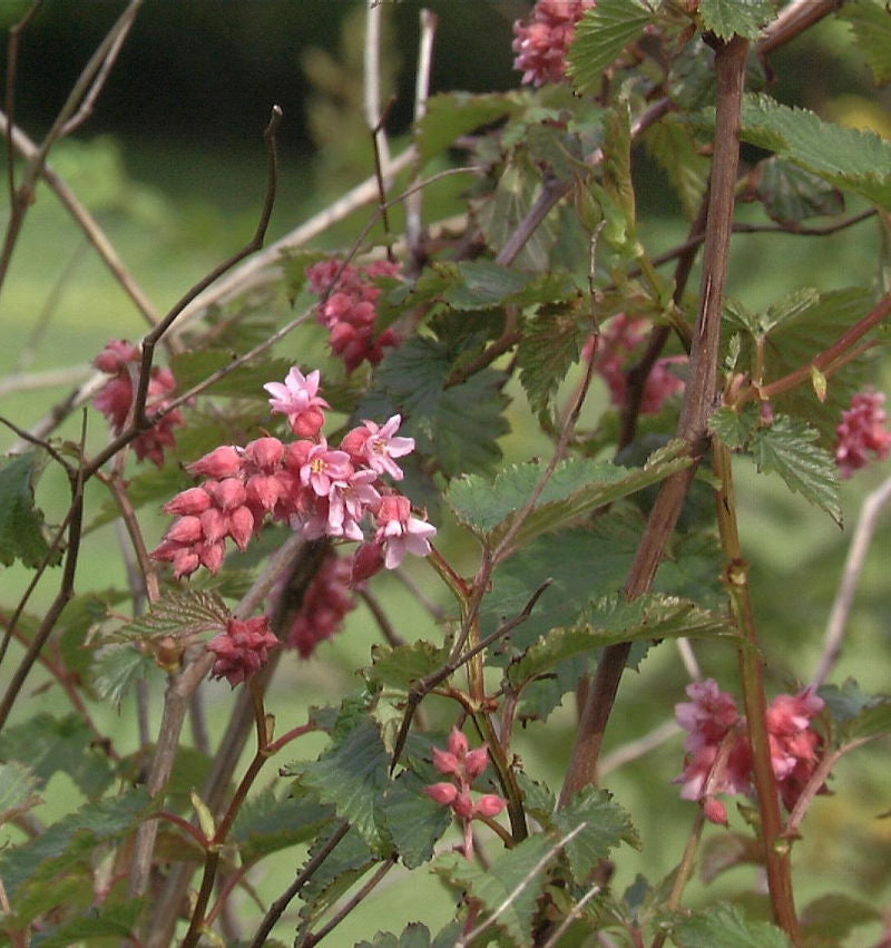  Traubenspiere 40-60cm - Neillia Affinis