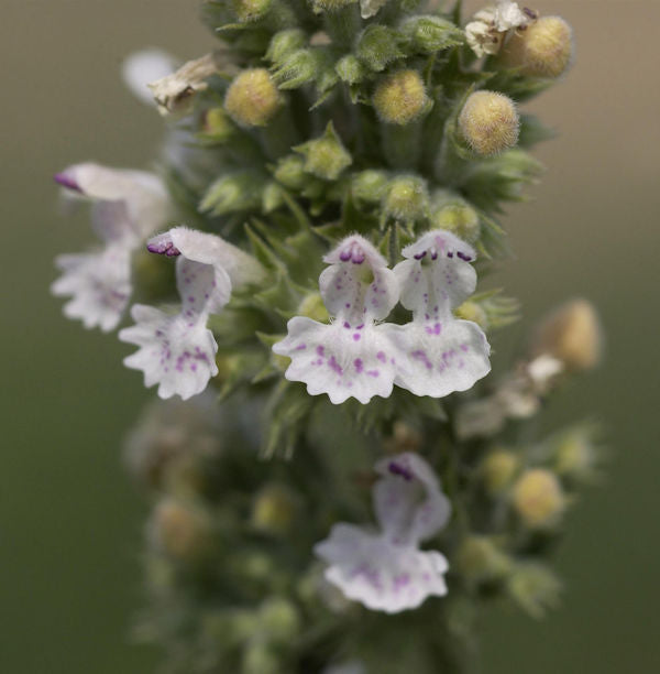  Rotgefleckte Zitronen Katzenminze - Nepeta Cataea