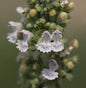  Rotgefleckte Zitronen Katzenminze - Nepeta Cataea