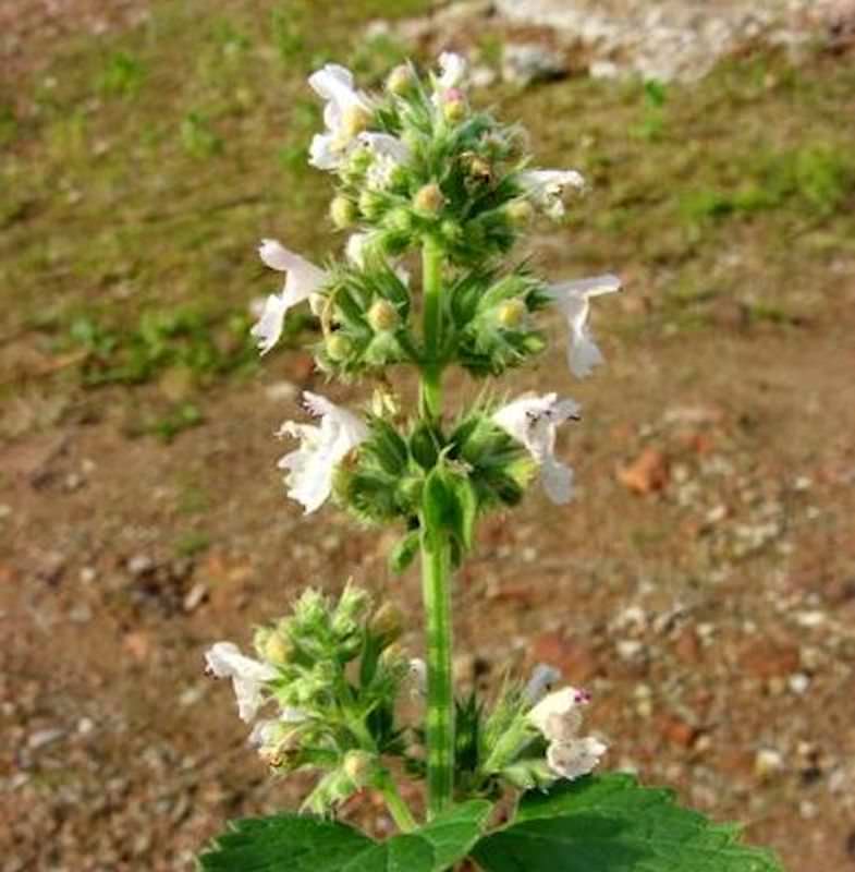  Katzenminze Alba - Nepeta Faassenii