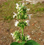  Katzenminze Alba - Nepeta Faassenii