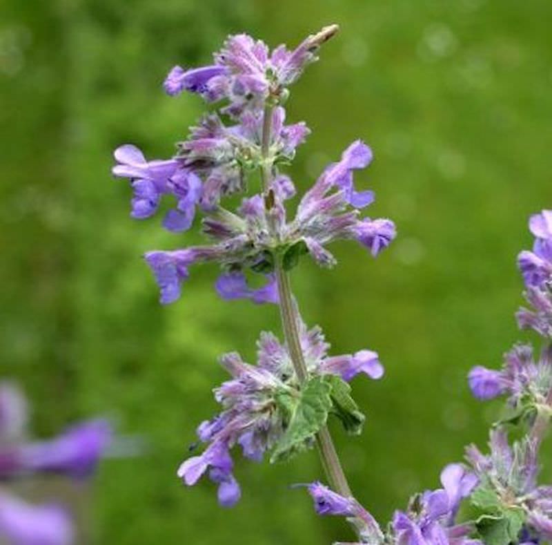  Katzenminze Dropmore - Nepeta Faassenii