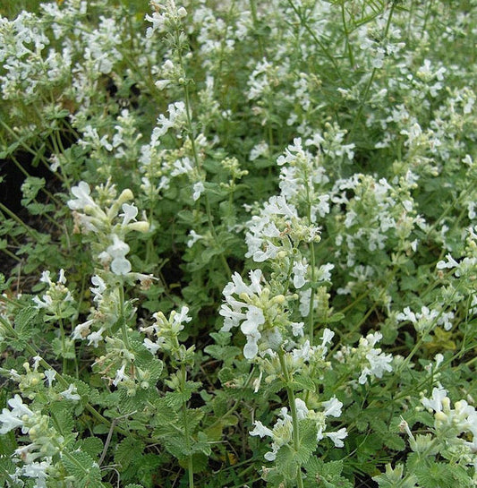  Katzenminze Gletschereis - Nepeta Faassenii