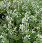 Katzenminze Gletschereis - Nepeta Faassenii