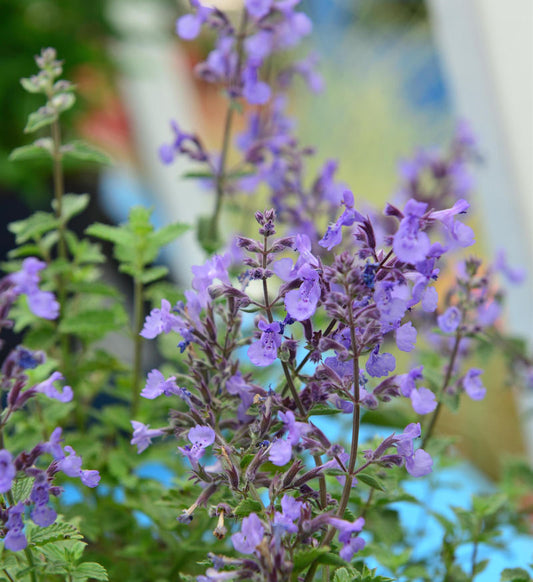  Katzenminze Junior Walker - Nepeta Faassenii