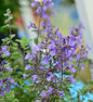  Katzenminze Junior Walker - Nepeta Faassenii