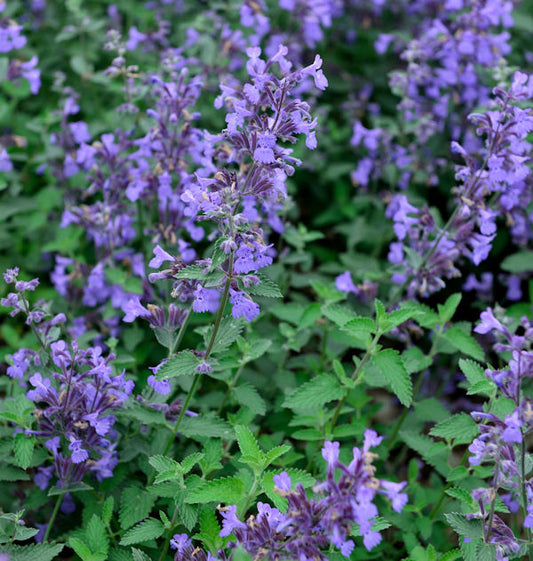 Katzenminze Senior - Nepeta Faassenii