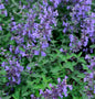  Katzenminze Senior - Nepeta Faassenii