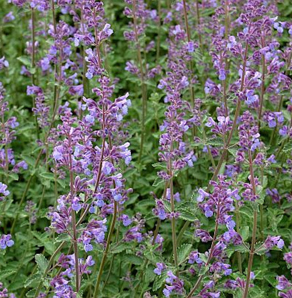  Katzenminze Six Hills Giant - Großer Topf - Nepeta Faassenii