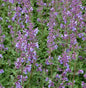  Katzenminze Six Hills Giant - Großer Topf - Nepeta Faassenii