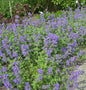  Katzenminze - Nepeta Faassenii
