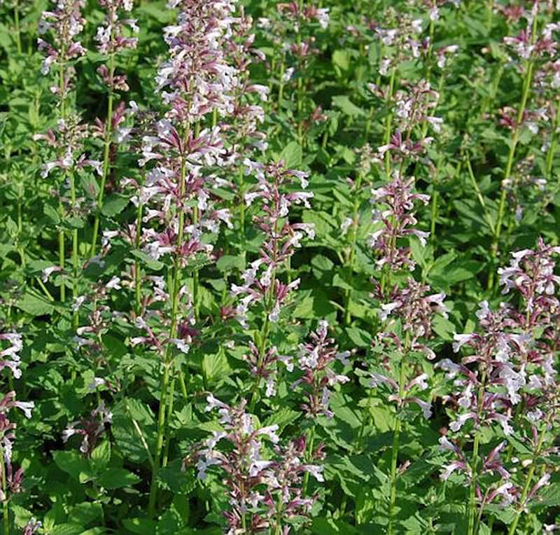 Katzenminze Dawn To Dusk - Nepeta Grandiflora