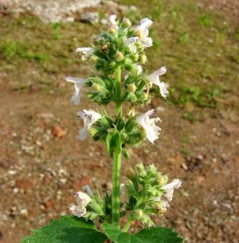  Katzenminze Snowflake - Nepeta Faassenii