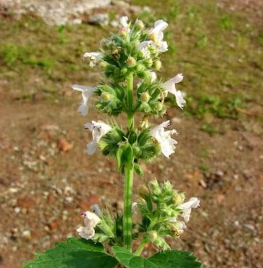  Katzenminze Snowflake - Nepeta Faassenii