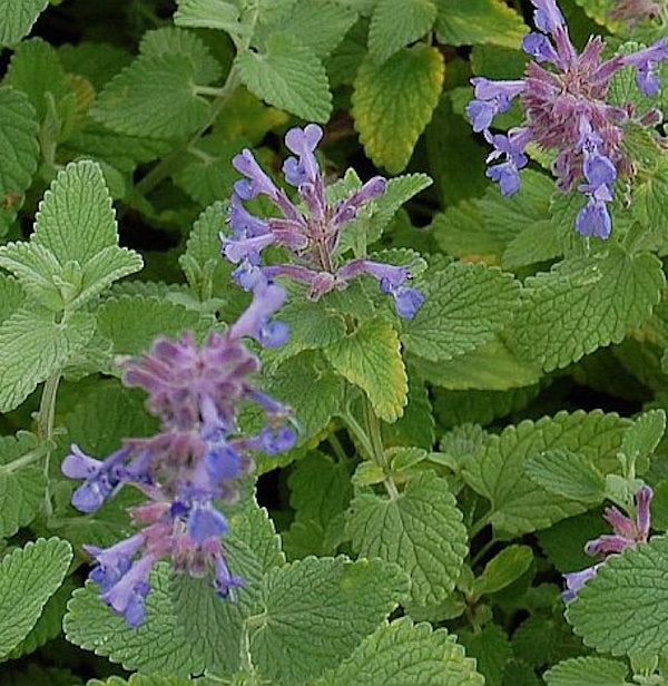  Katzen Minze Superba - Nepeta Racemosa